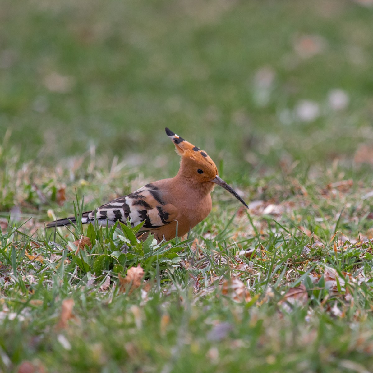 Eurasian Hoopoe - Anastasia Besfamilnaya