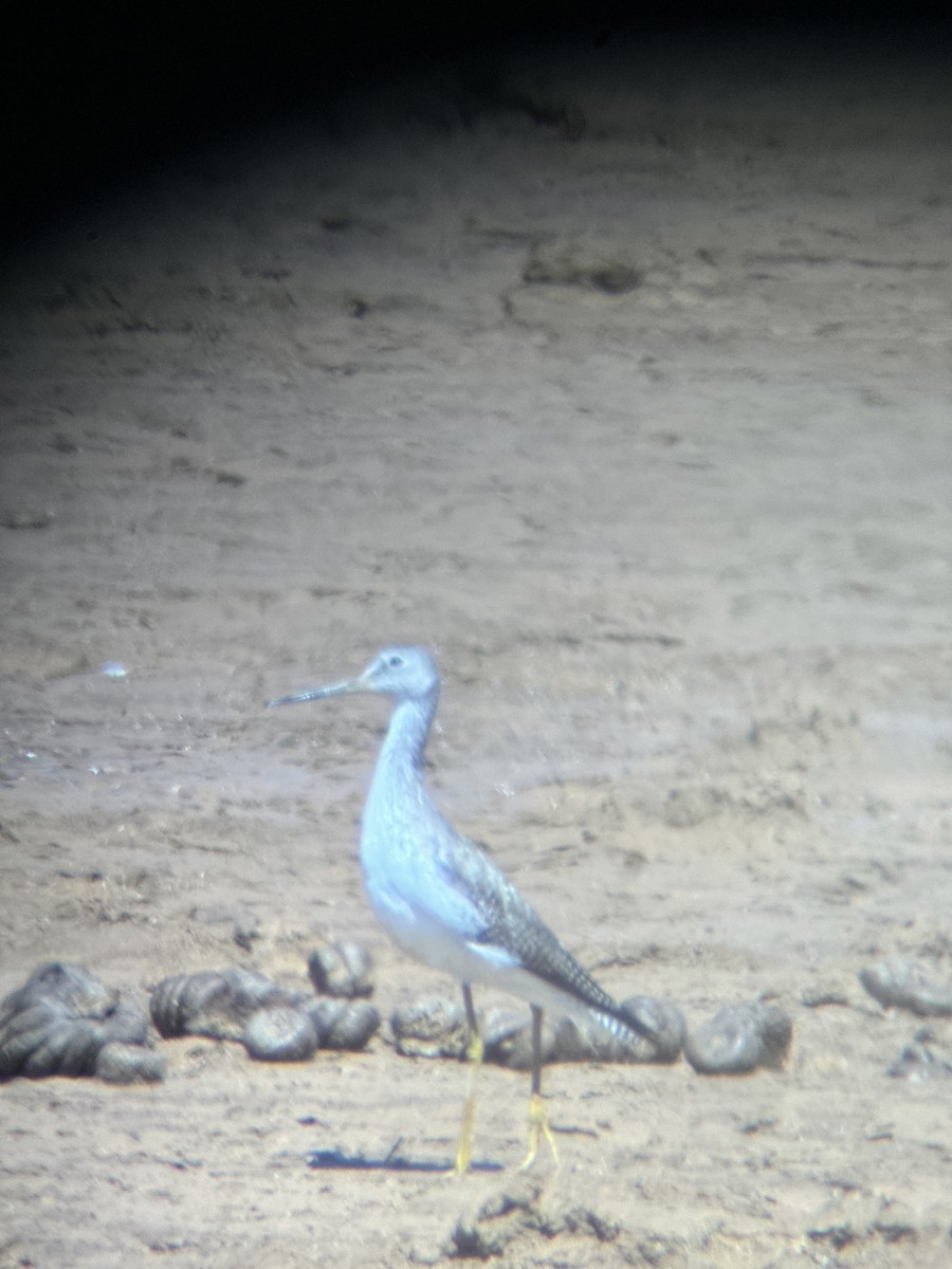 Greater Yellowlegs - ML616786085