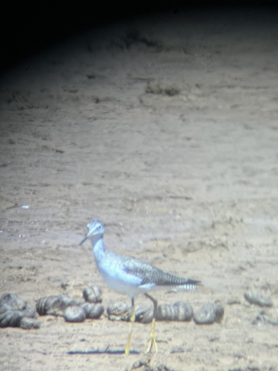 Greater Yellowlegs - ML616786086