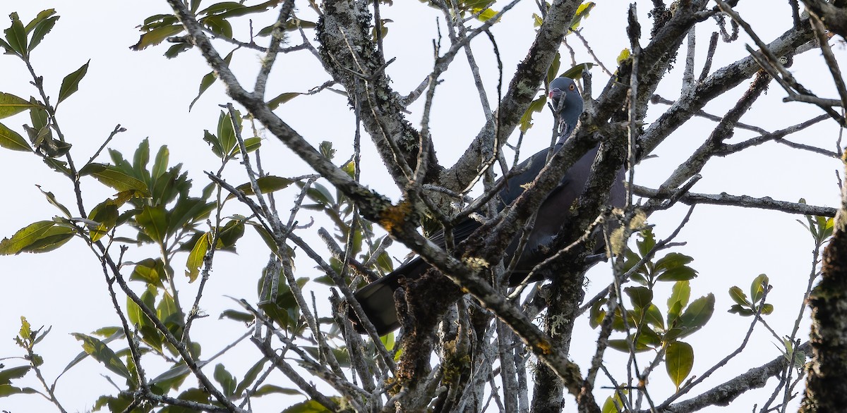 Bolle's Pigeon - Friedemann Arndt