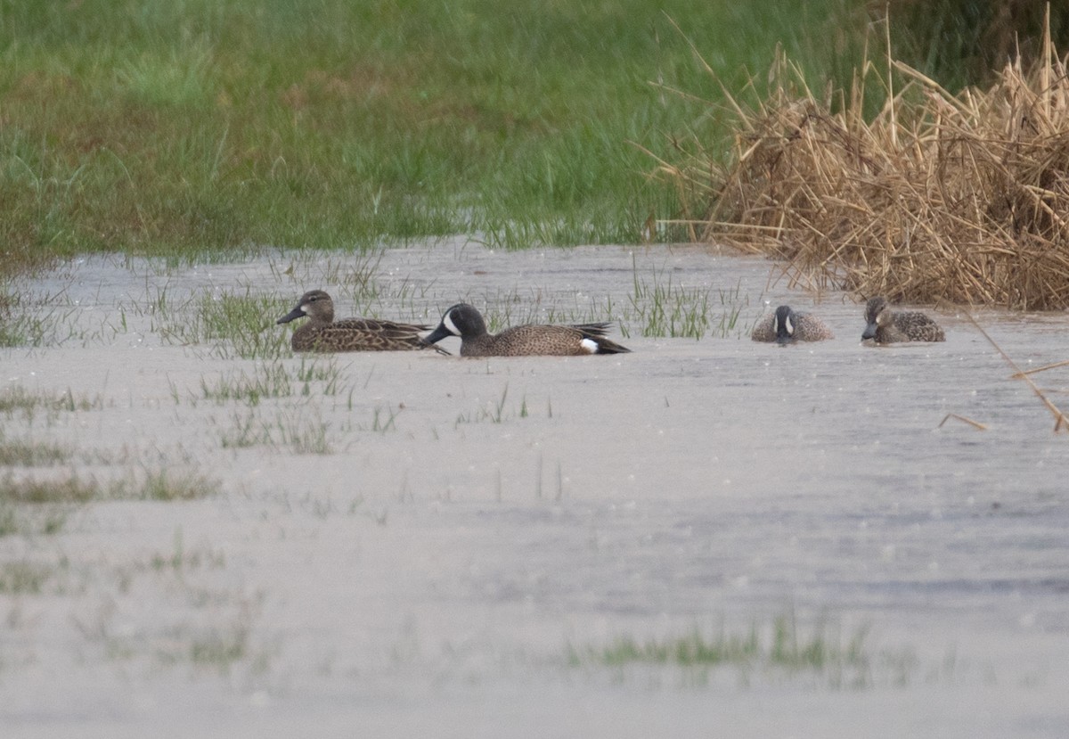 Blue-winged Teal - ML616786110