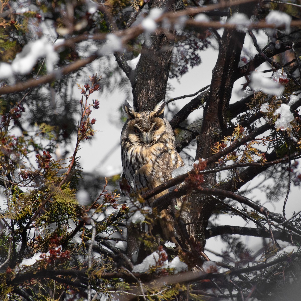 Long-eared Owl - ML616786143