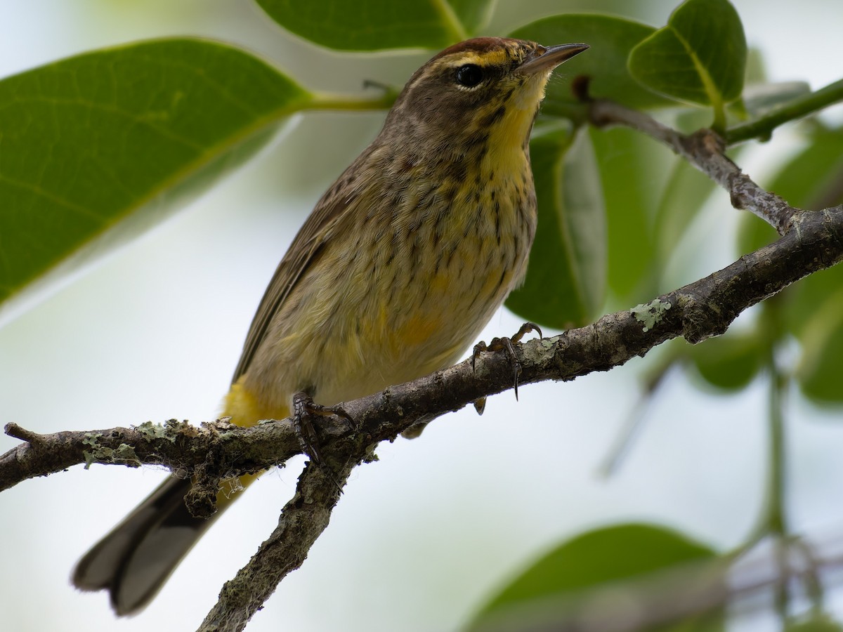 Palm Warbler - varun tipnis