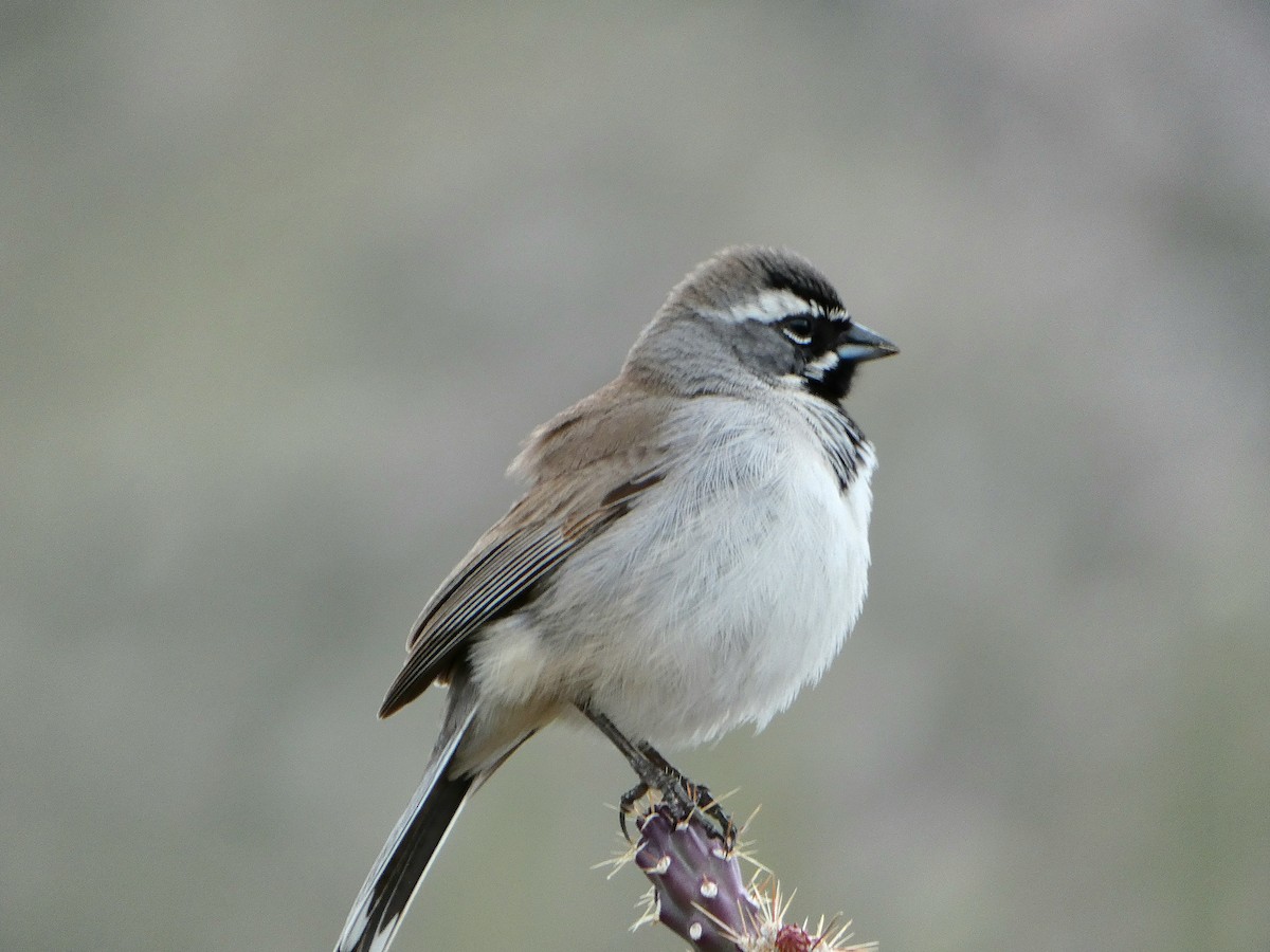 Black-throated Sparrow - ML616786170
