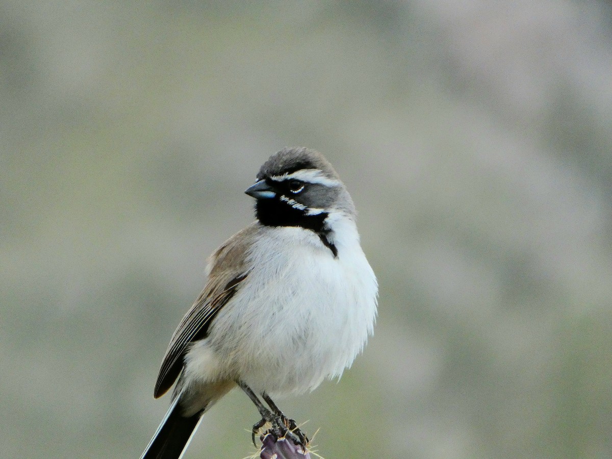 Black-throated Sparrow - ML616786173