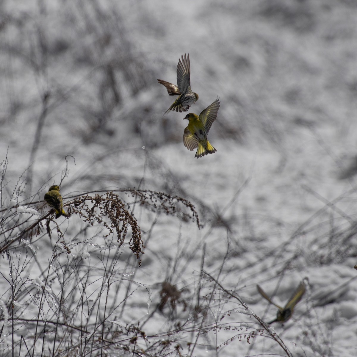 Eurasian Siskin - ML616786186