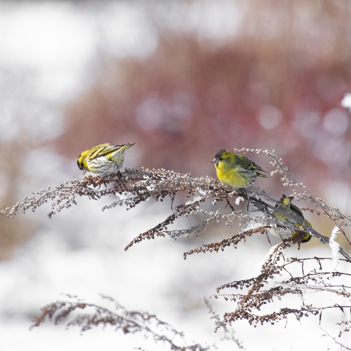 Eurasian Siskin - ML616786188