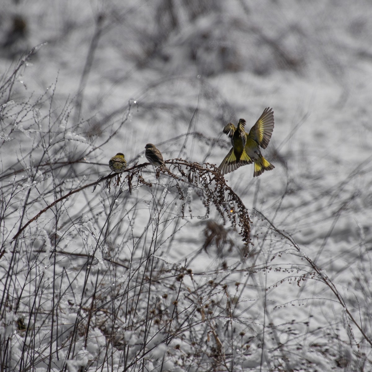 Eurasian Siskin - ML616786189