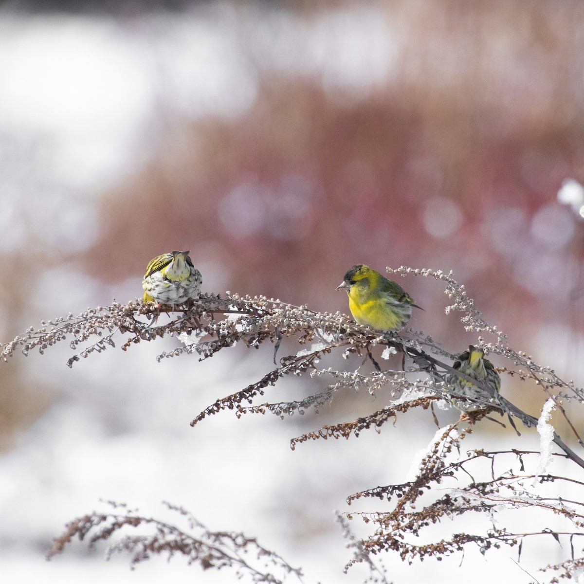 Eurasian Siskin - Anastasia Besfamilnaya