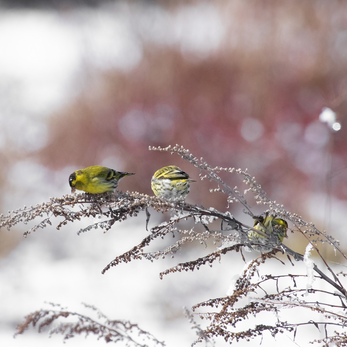 Eurasian Siskin - ML616786191