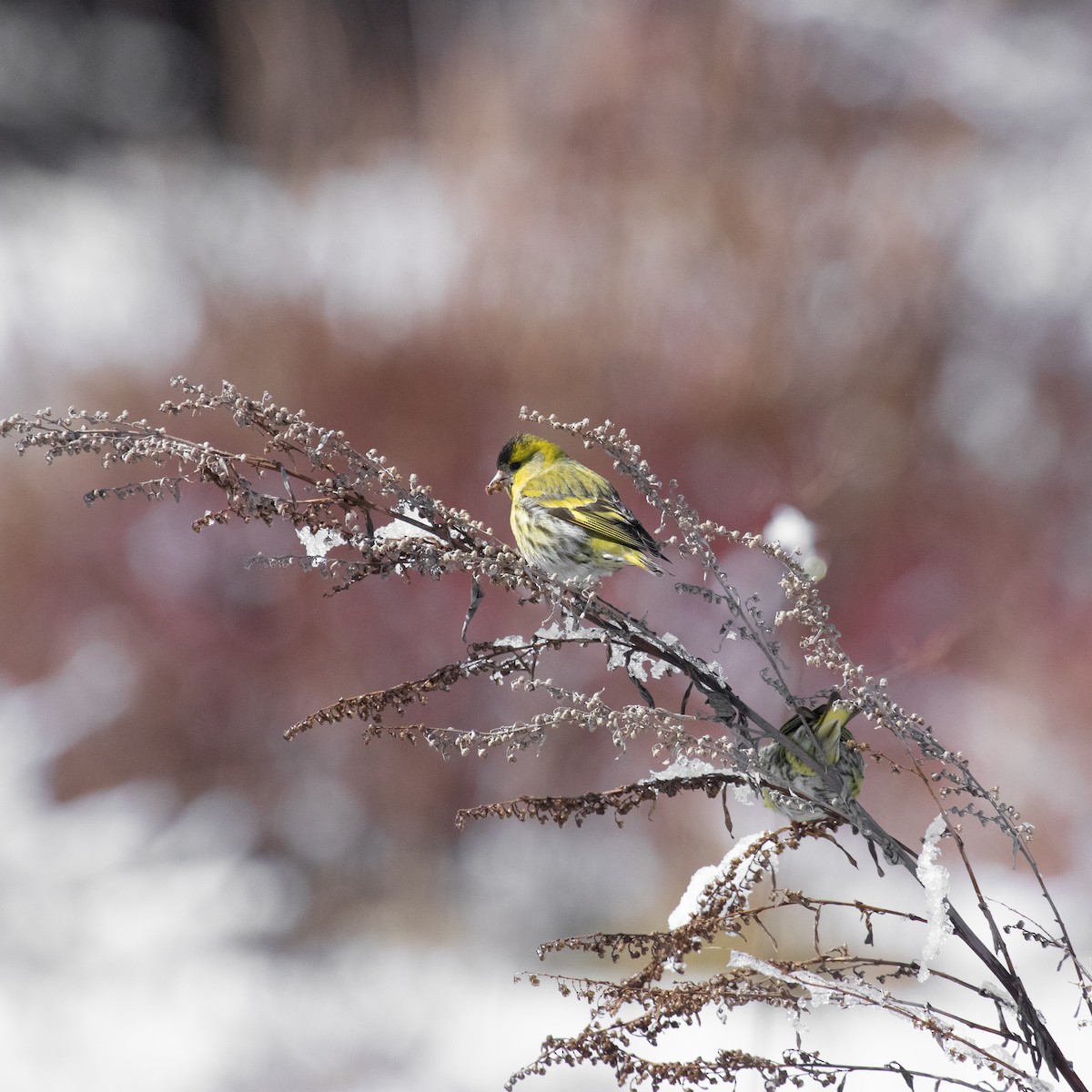 Eurasian Siskin - Anastasia Besfamilnaya