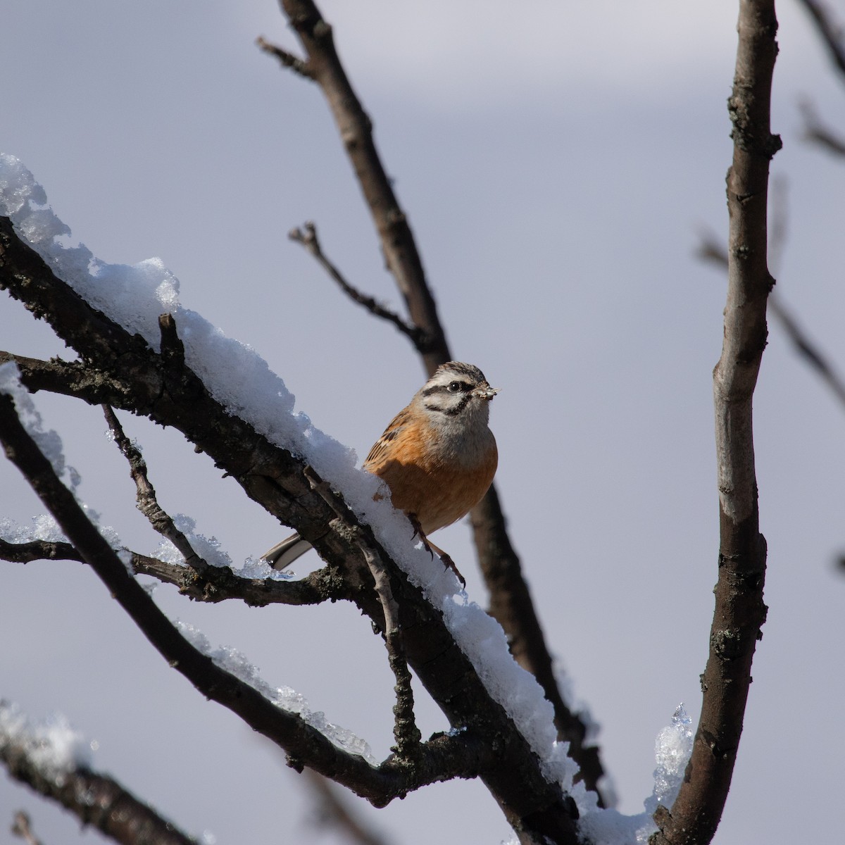 Rock Bunting - ML616786201