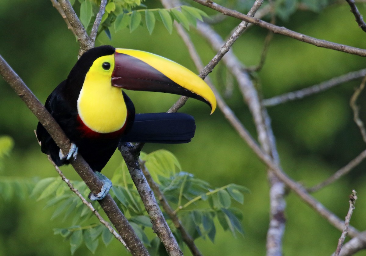 Yellow-throated Toucan - ML616786292