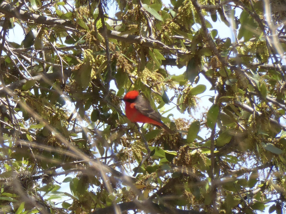 Vermilion Flycatcher - ML616786409