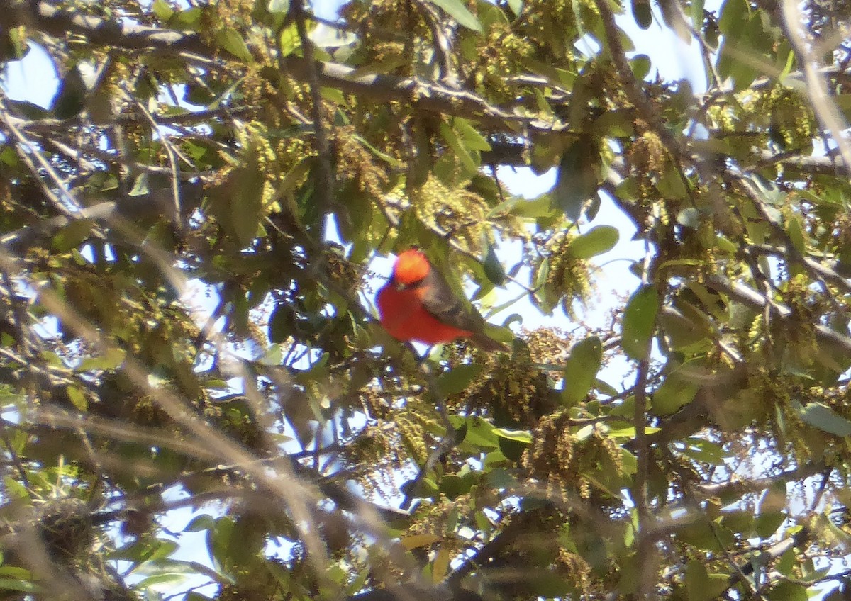Vermilion Flycatcher - ML616786411