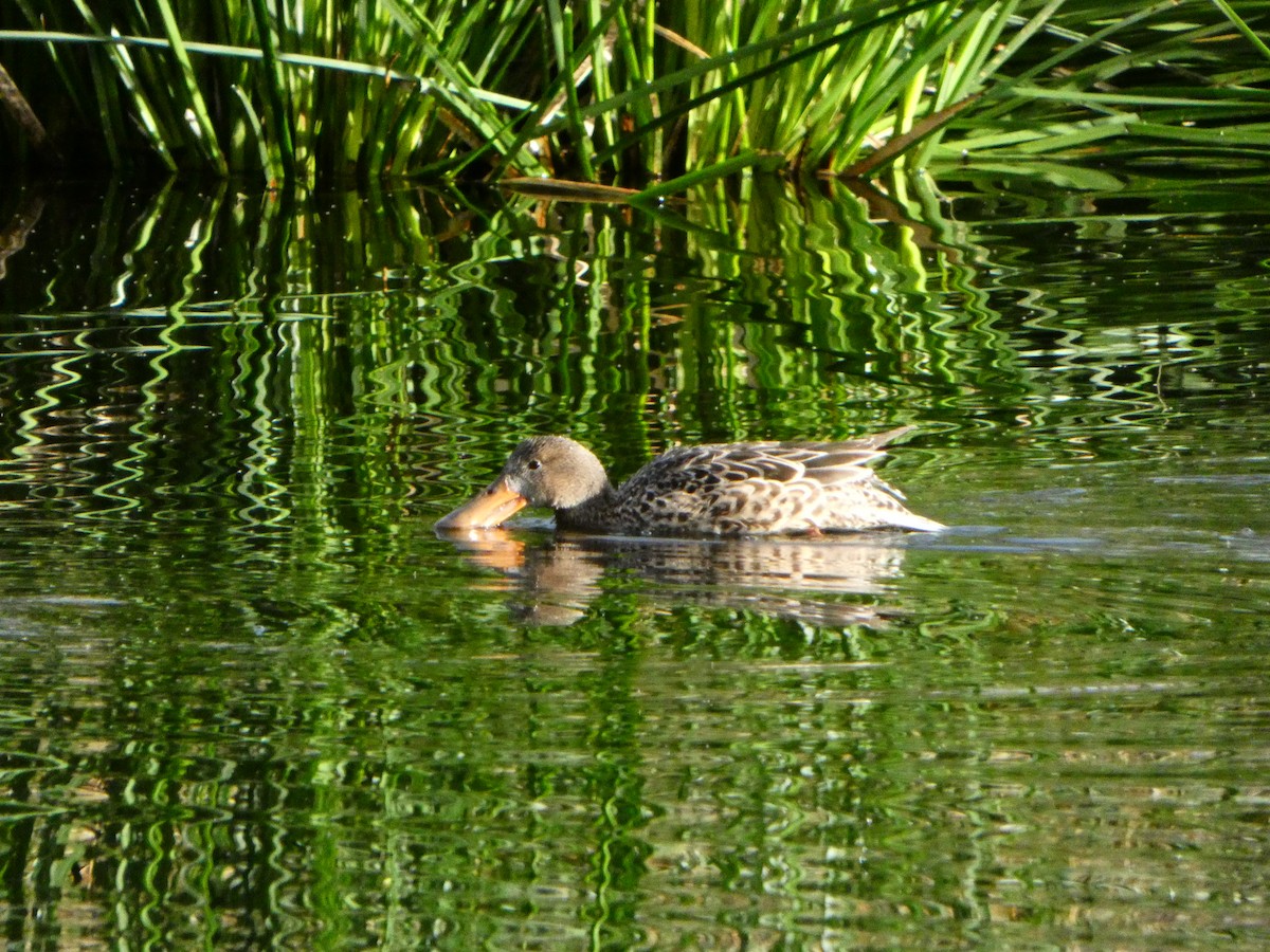 Northern Shoveler - ML616786426