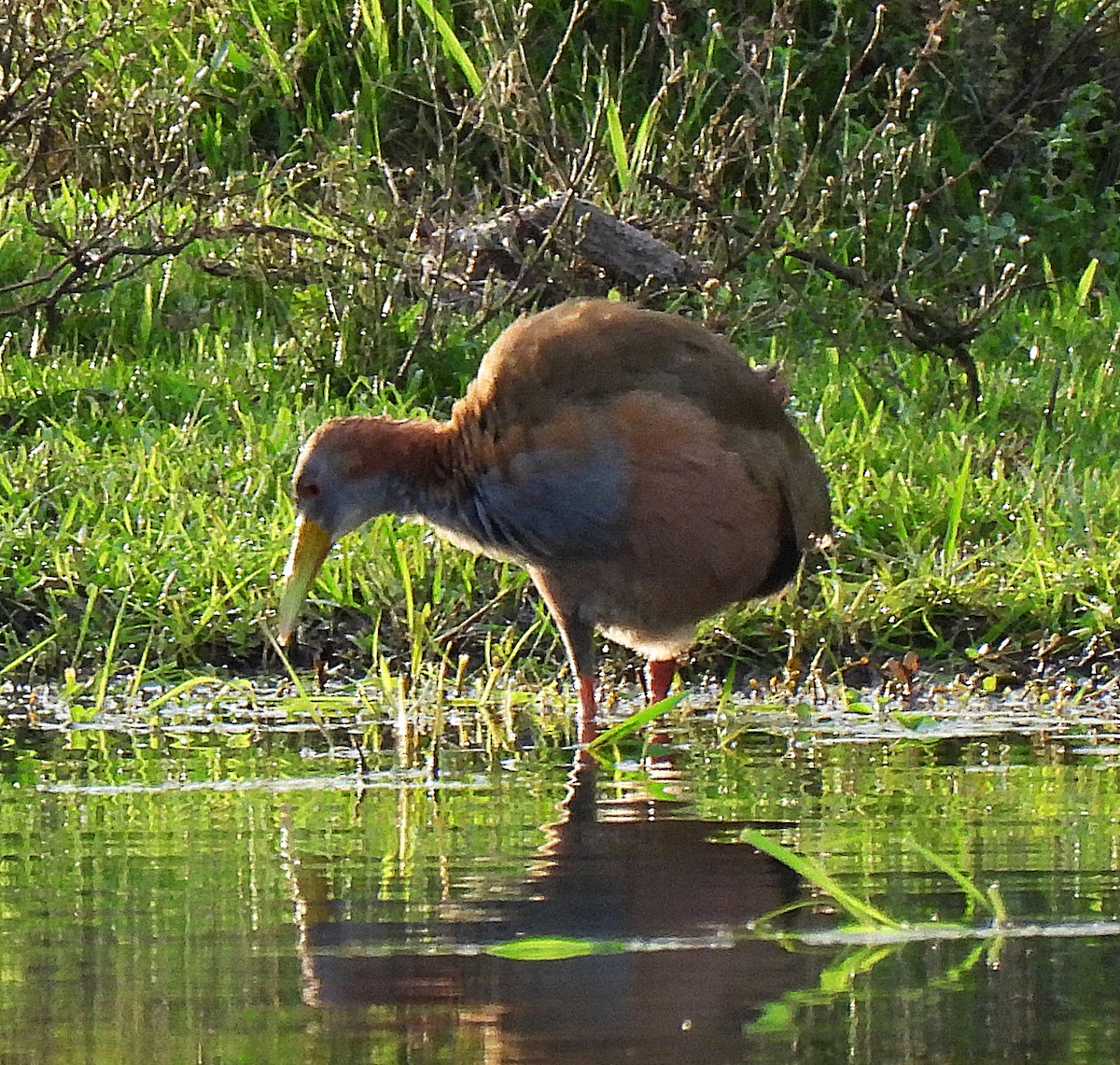 Giant Wood-Rail - ML616786439