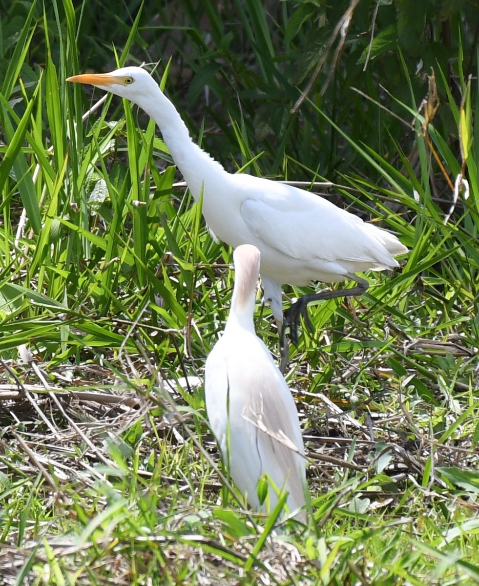 Western Cattle Egret - Wendy N