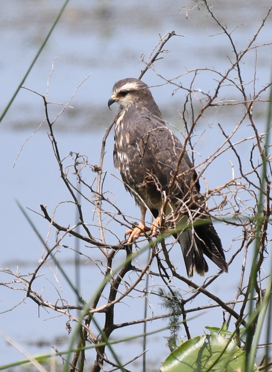 Snail Kite - Wendy N