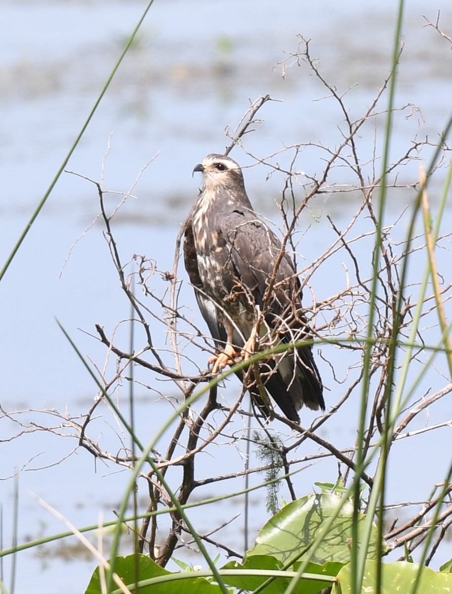 Snail Kite - Wendy N