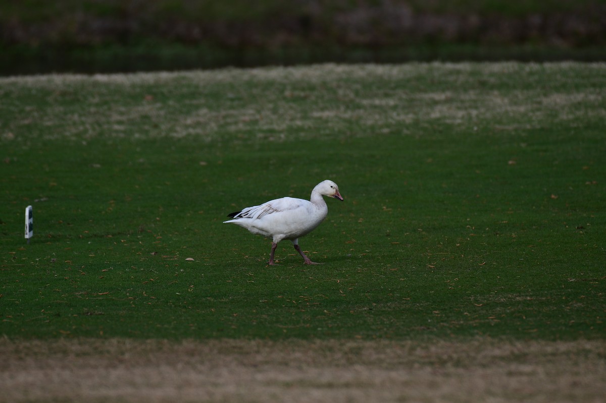 Snow Goose - ML616786461