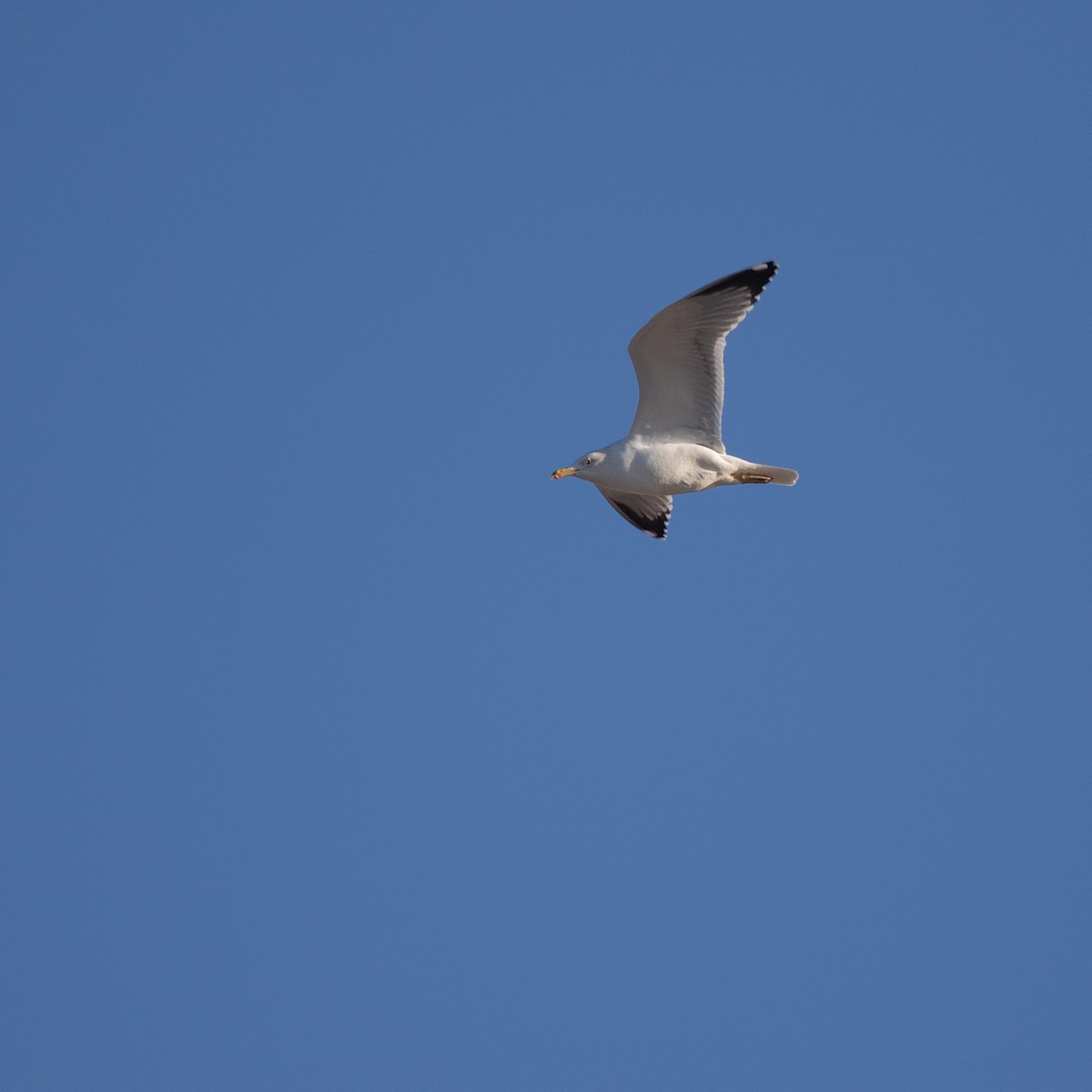 Armenian Gull - Anastasia Besfamilnaya