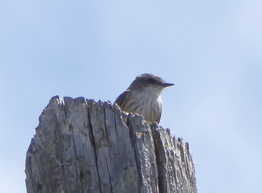 Vermilion Flycatcher - ML616786522