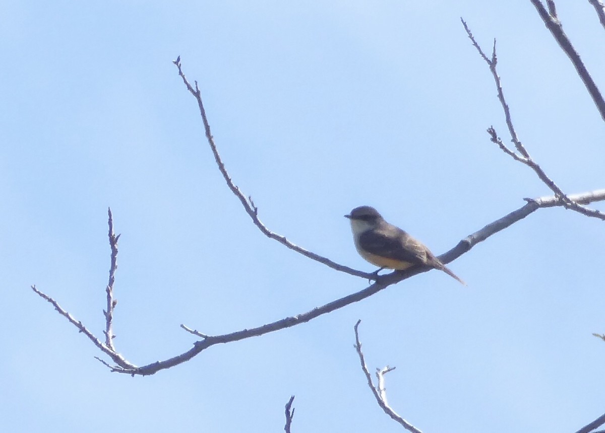 Vermilion Flycatcher - ML616786523