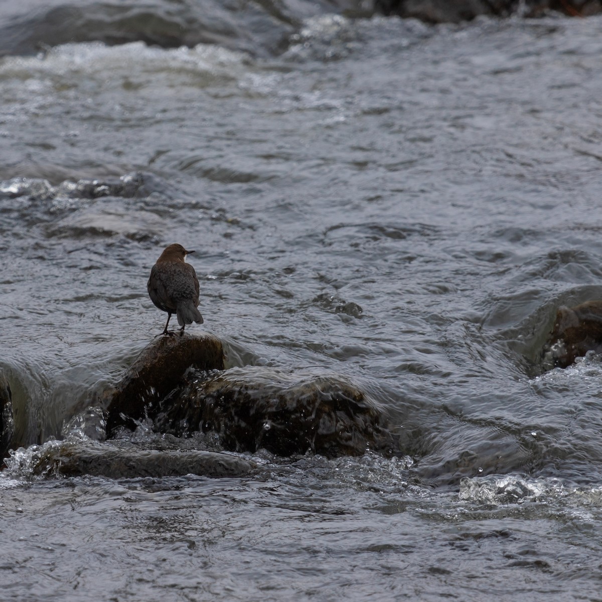 White-throated Dipper - Anastasia Besfamilnaya