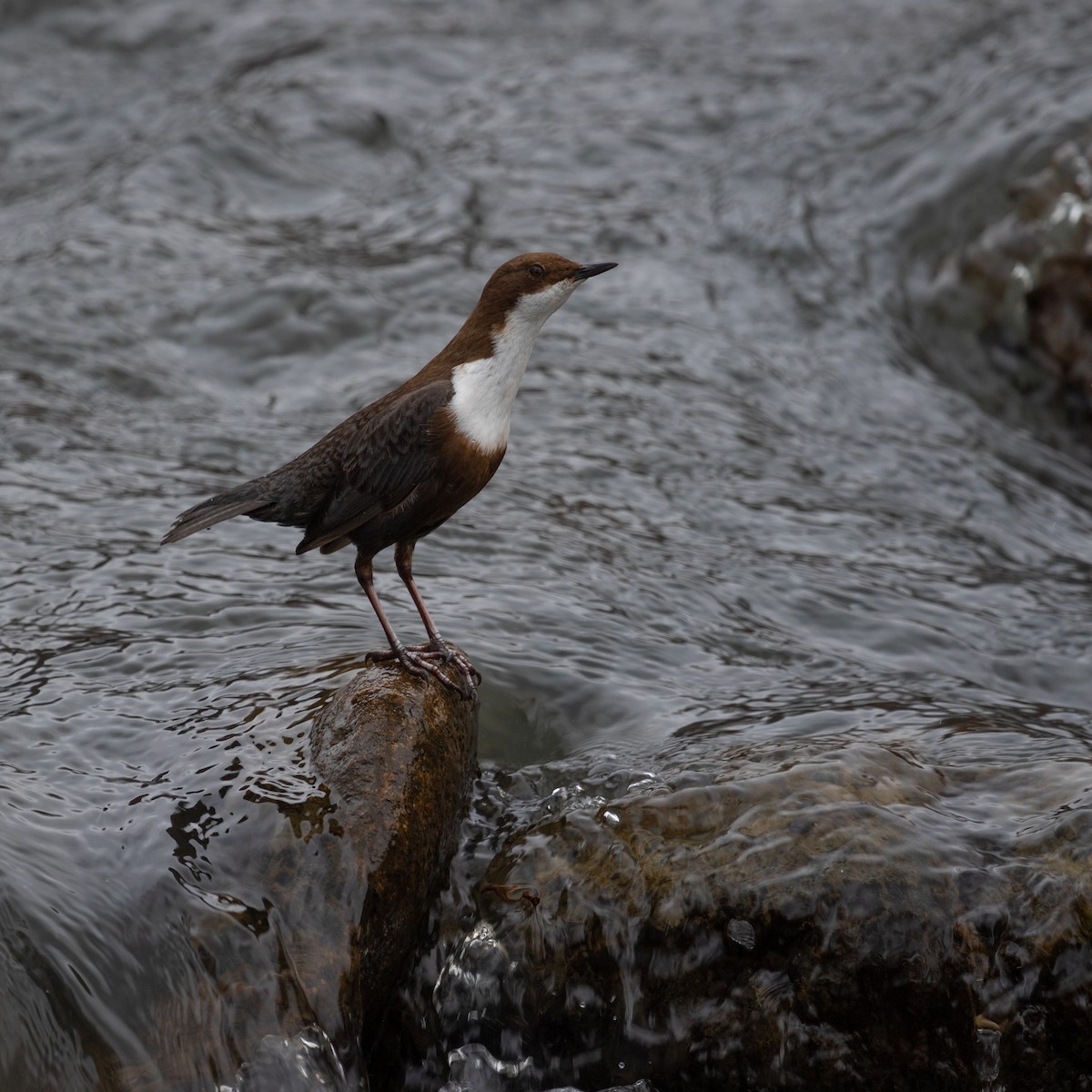 White-throated Dipper - Anastasia Besfamilnaya