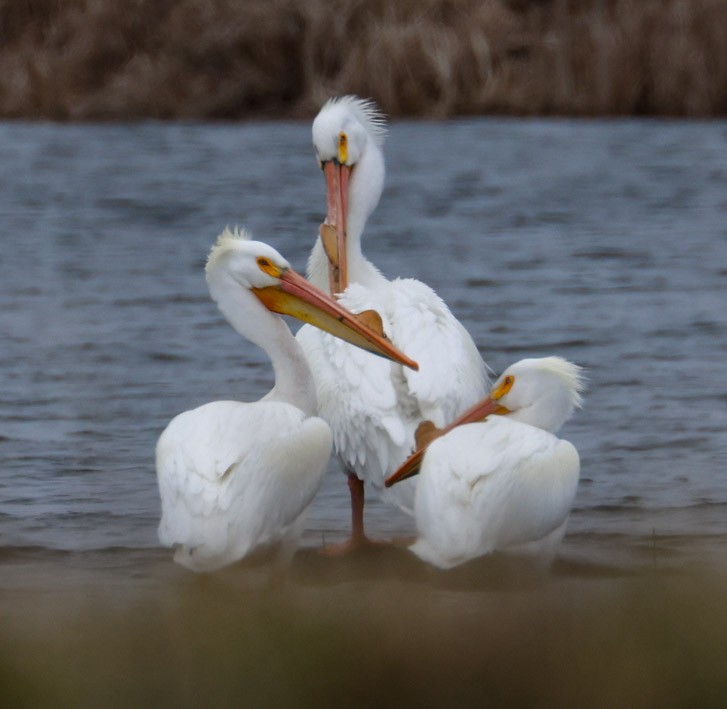 American White Pelican - ML616786586