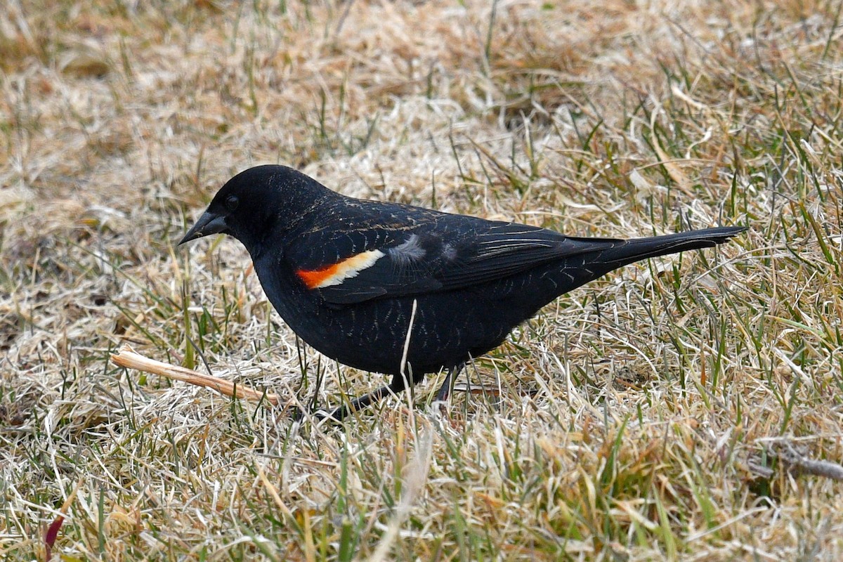 Red-winged Blackbird - ML616786598