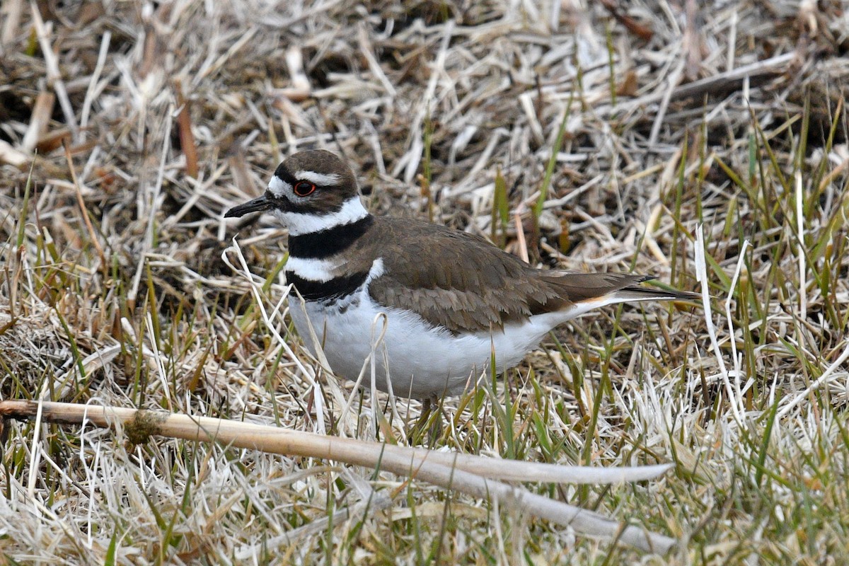 Killdeer - ML616786603