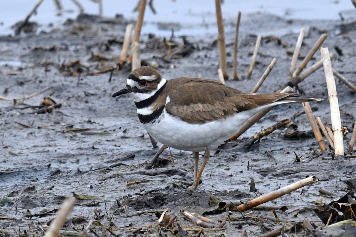 Killdeer - ML616786611