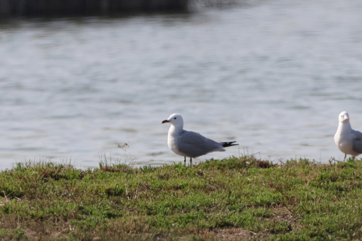 racek zelenonohý - ML616786637