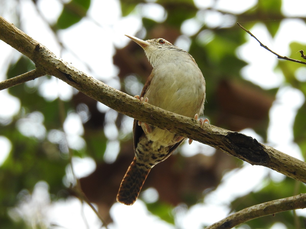 Rufous-and-white Wren - ML616786694