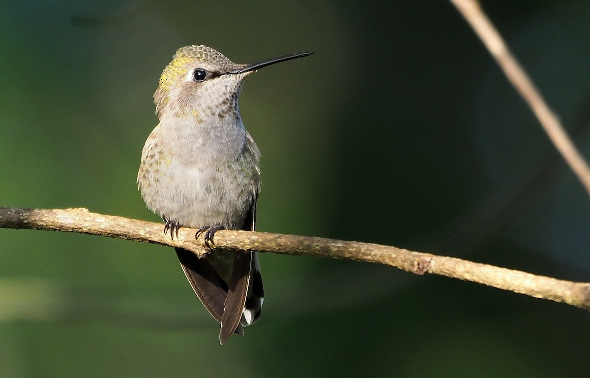 Anna's Hummingbird - ML616786733