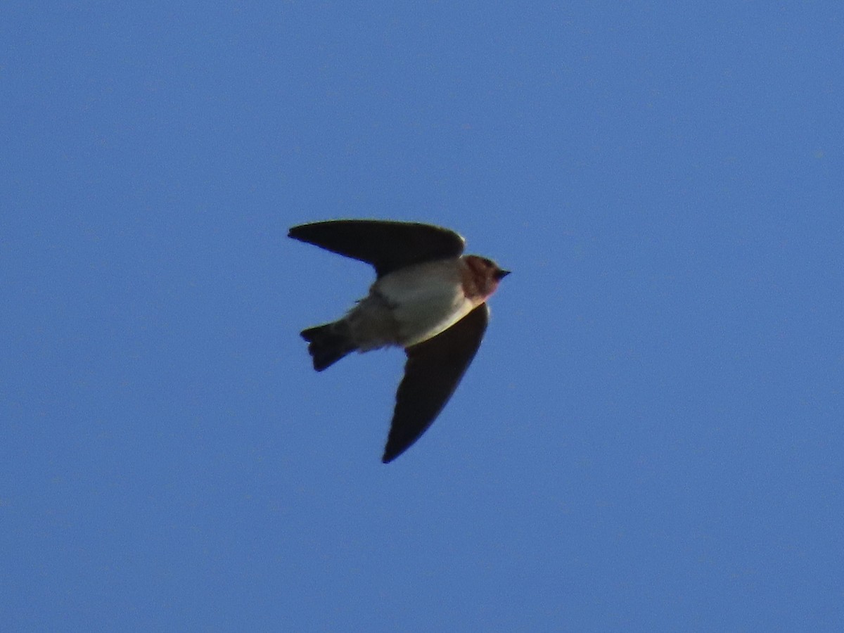 Cave Swallow - ML616786765