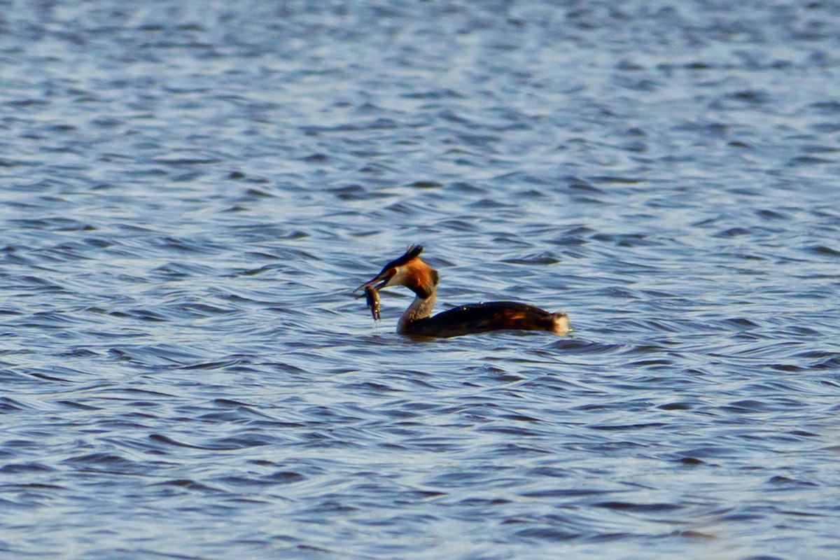 Grèbe huppé - ML616786807