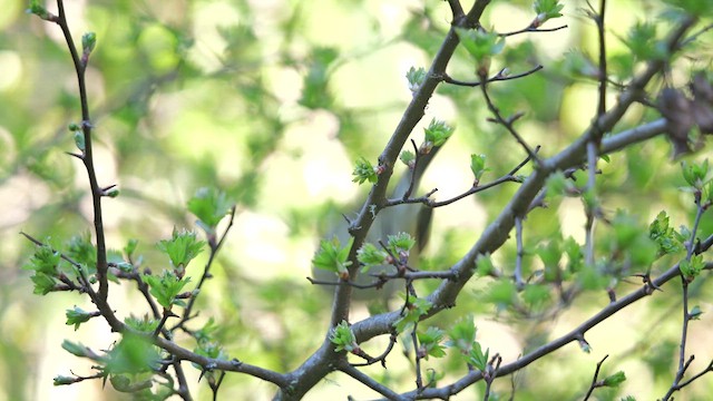 Hutton's Vireo - ML616786812