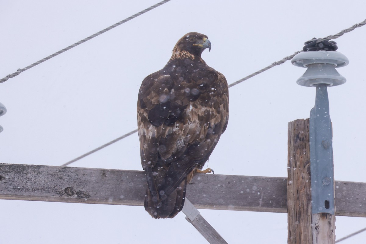 Steinadler - ML616786813