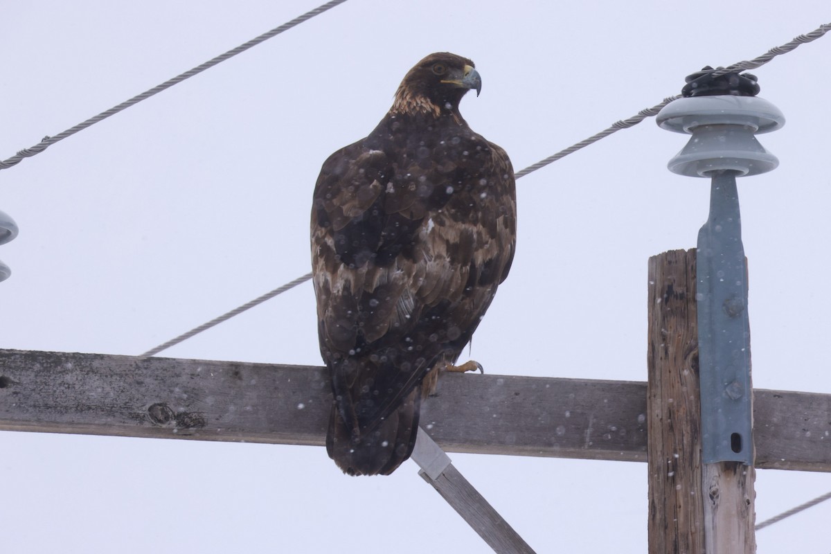 Golden Eagle - ML616786814