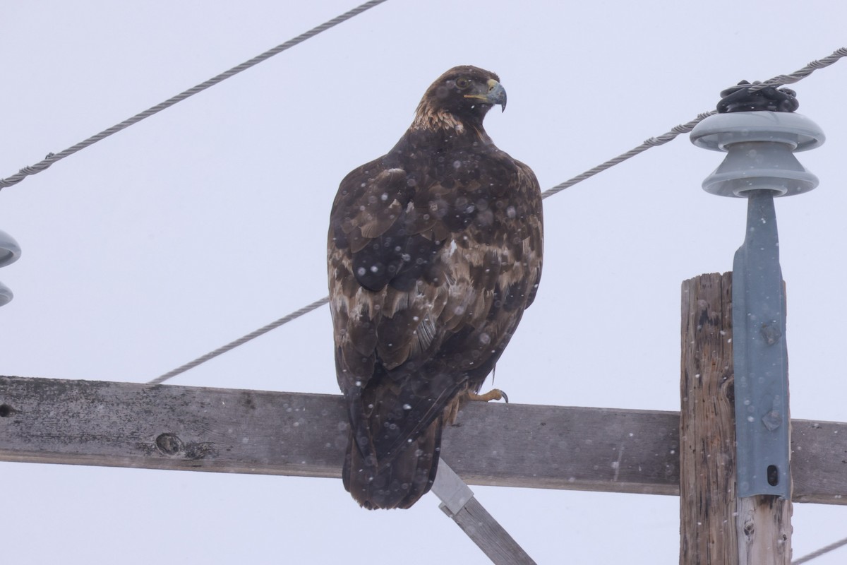 Golden Eagle - ML616786815