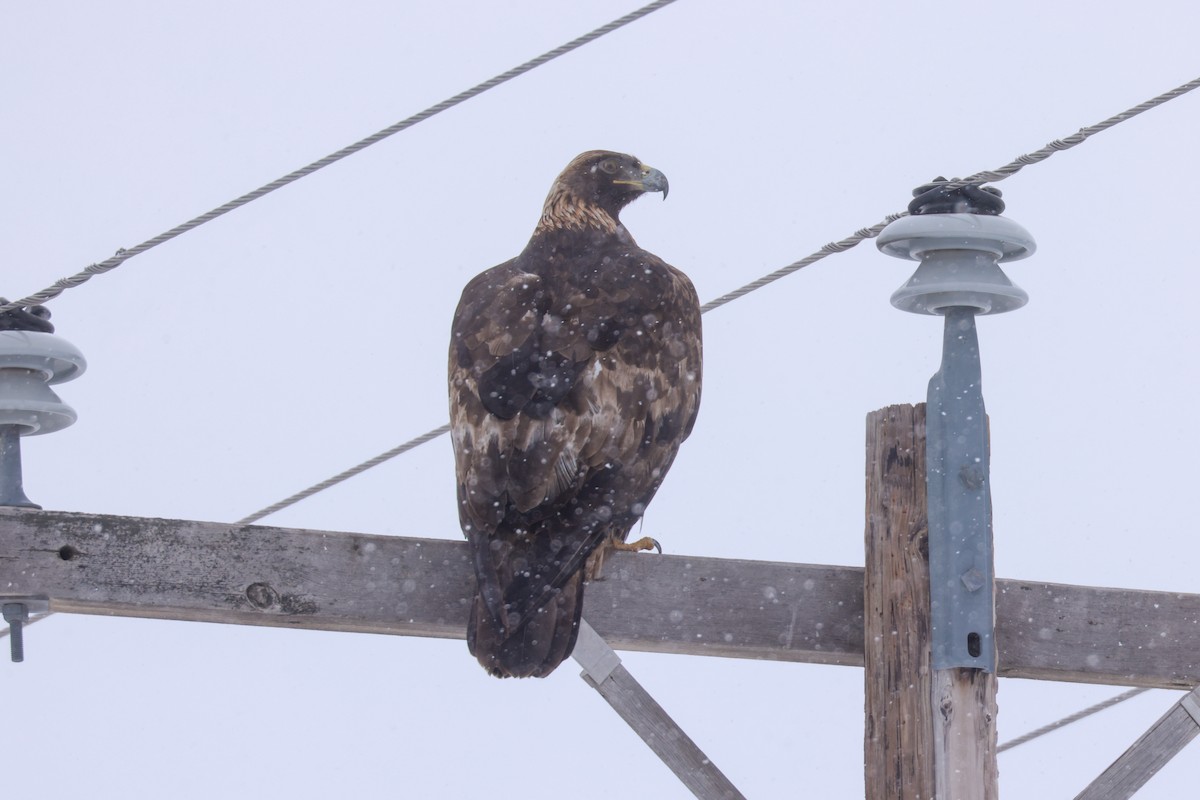 Steinadler - ML616786817