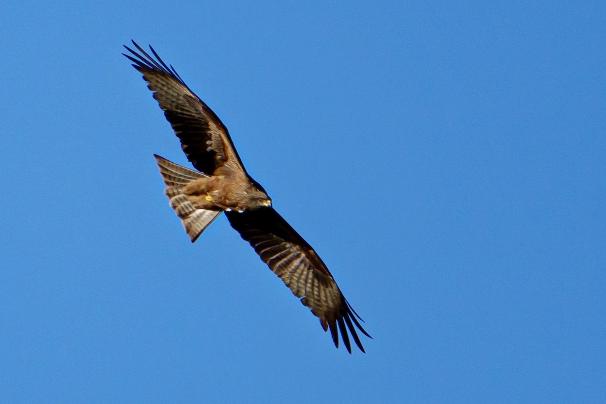 Milan noir - ML616786818