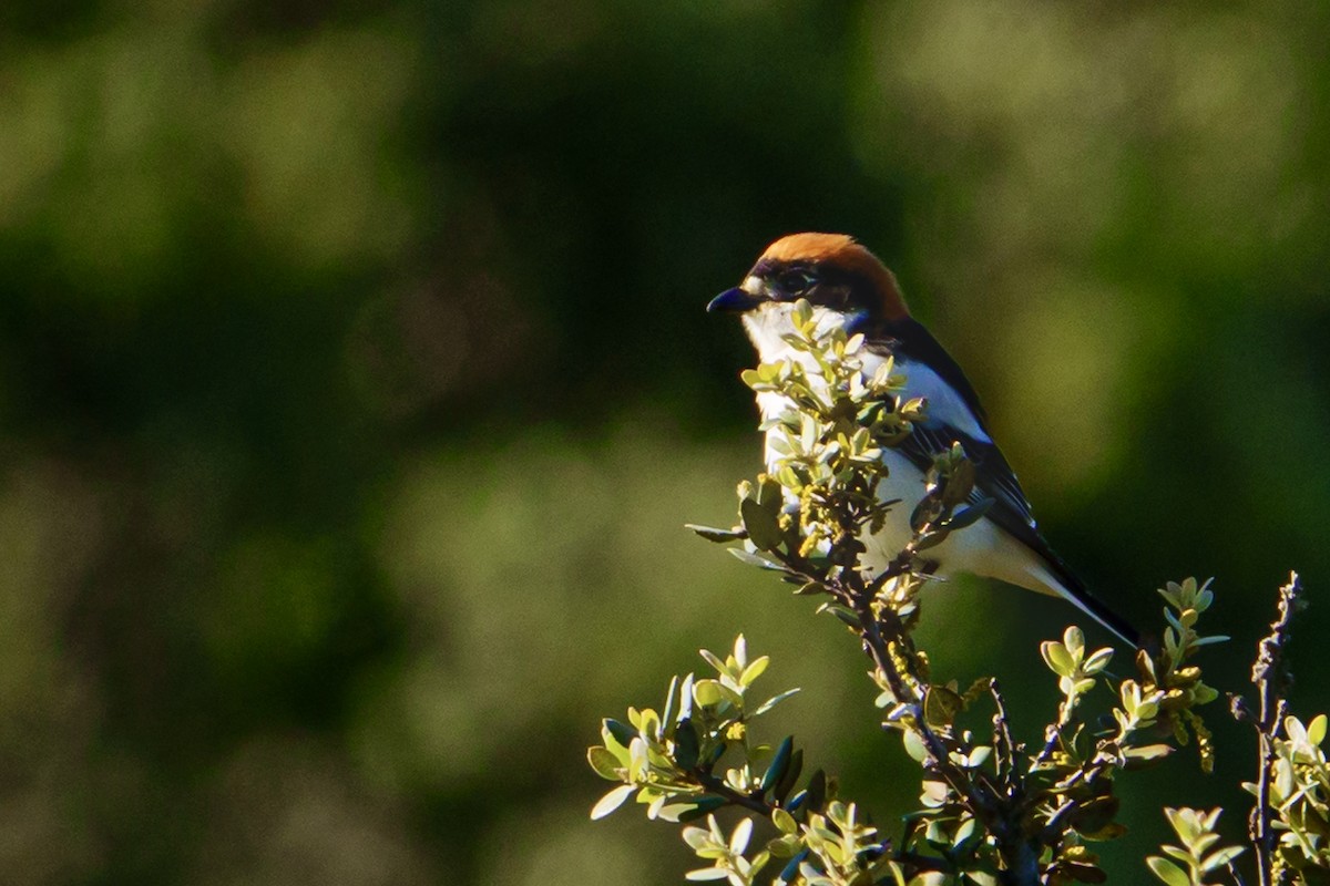 Pie-grièche à tête rousse - ML616786837