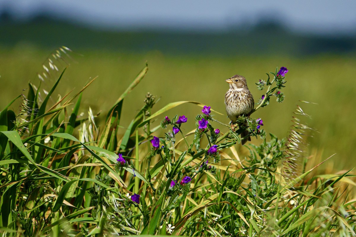 Corn Bunting - Alvaro Bermejo