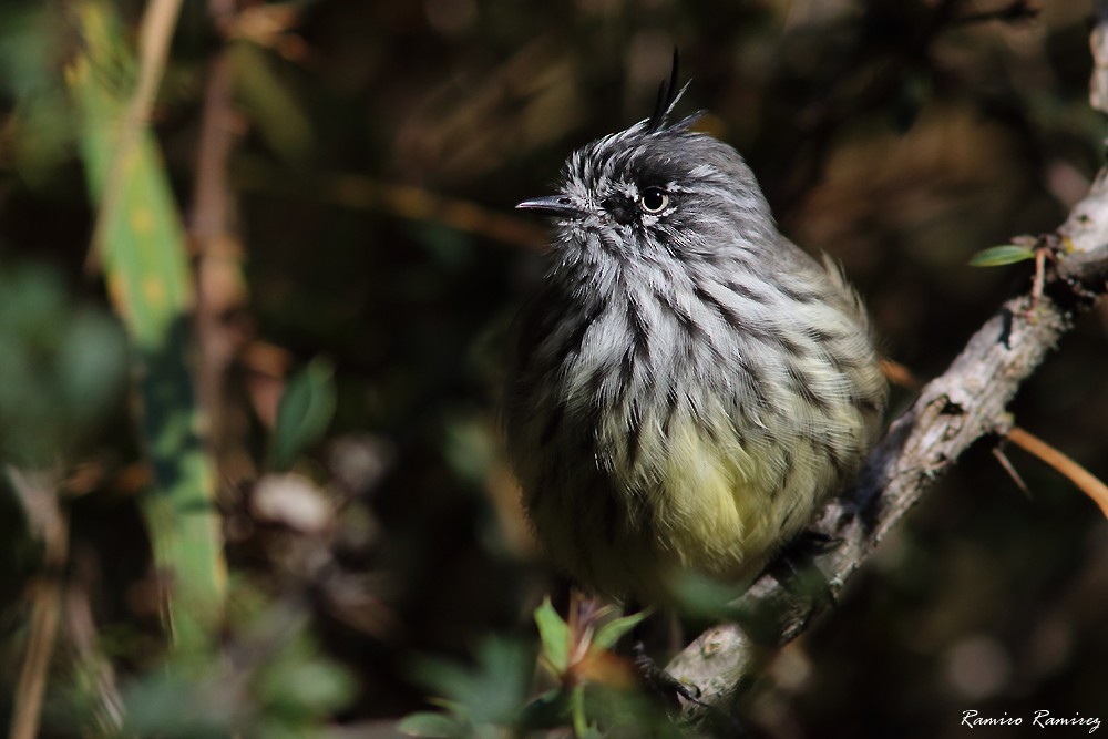 Tufted Tit-Tyrant - ML616786930