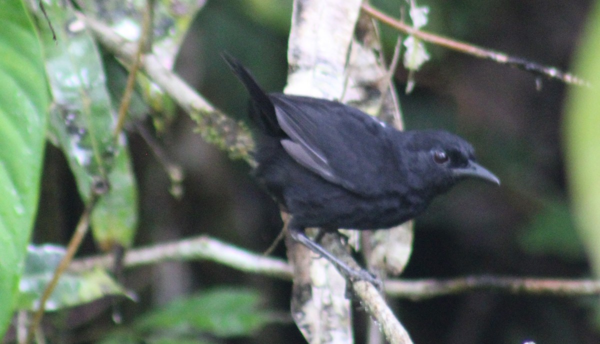 Stub-tailed Antbird - ML616786940