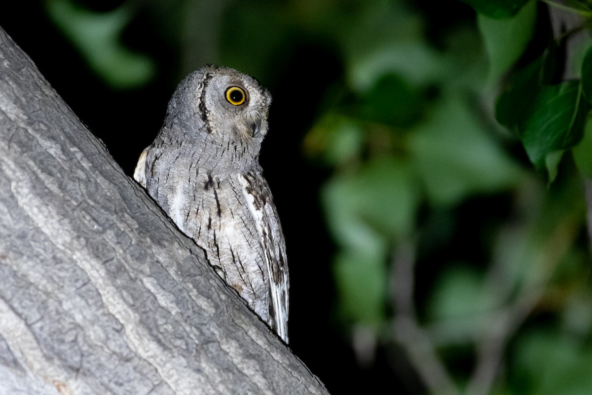 Eurasian Scops-Owl - Grigory Evtukh